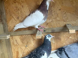 roller pigeons for sale