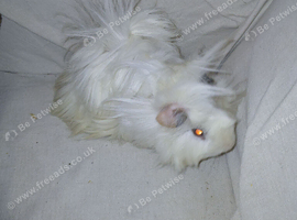 Fluffy white