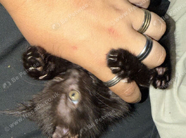 Pure black kitten.