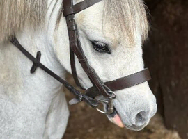 Child&rsquo;s pony