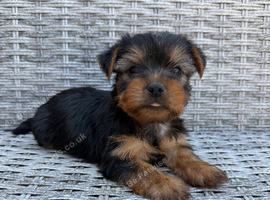 Yorkshire terrier puppies