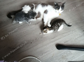 Kittens (Molly's Litter)