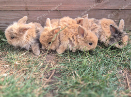Beautiful lion head rabbits