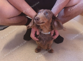 Gorgeous long haired miniature  dashhound
