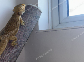 Female bearded dragon
