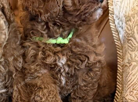 Toy poodle boy health tested parents