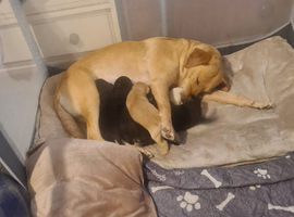 selling new born puppies