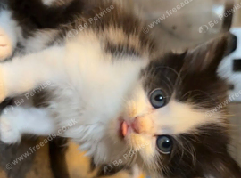 REDUCED!! KITTENS!! READY SOON!