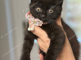 3 beautiful kittens need rehoming