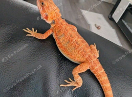 Baby bearded dragons citrus coming though lovely on them
