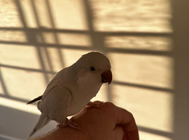 Male Quaker and cage