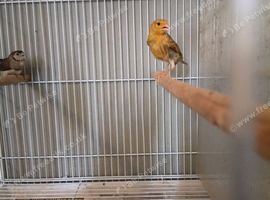 Canaries