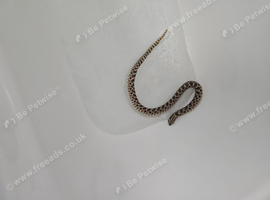 Female hognose