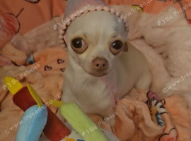 Precious Little Girl Chihuahua KC