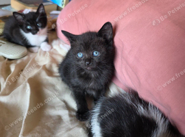 5 black and white kittens