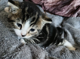 Last one kitten