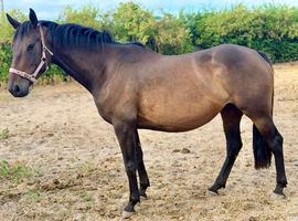 15hh 4 year old mare