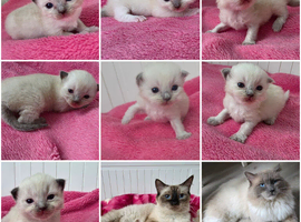RAGDOLLS KITTENS /Reservation Open.