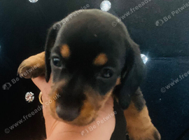 Last miniature dachshund