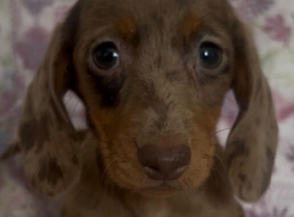 Miniature dachshund