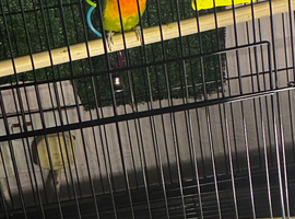 Male lovebird