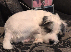 Parson terrier