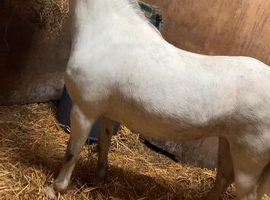 Registered mare in foal for 2027
