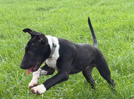 English Bull Terrier Male Pup