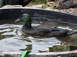 Cayuga drake