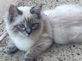 Beautiful pure ragdoll
