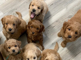 Lovely adorable golden doodle puppies