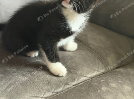 Kitten