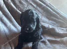 F1 mini golden doodles