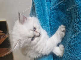 British short haired cross kitten for sale