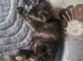 Tortoishell female kitten