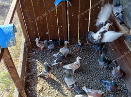 Stock birds