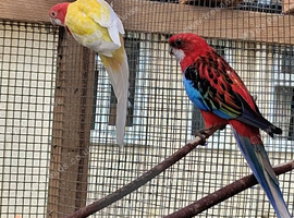 Rosella for sale