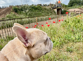 French bulldog 3-1/2 years old