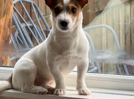 Male Jack Russell 14 months old