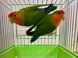 Peach Face Breeding Pair of Love Birds Peach Faced