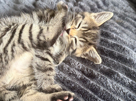 Tabby kittens️