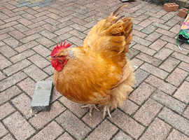 Buff Orpington Male and female chickens for sale