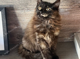 Half Maine Coon kittens