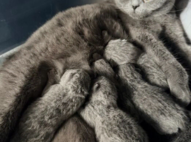 British Shorthair Kittens &ndash; Blue & Lilac Lines