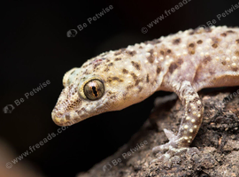 Mediterranean house gecko