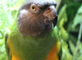 Adult, Silly tame, Senegal