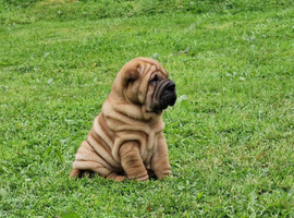 Shar Pei Puppy from poag/pll and spaid screened parents