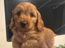 One boy miniature f1 cockapoo looking for his forever home