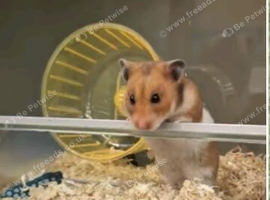 Female Syrian Hamster with huge cage