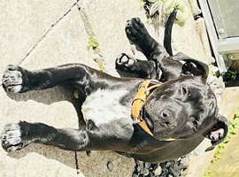 Staffy Staffy puppy